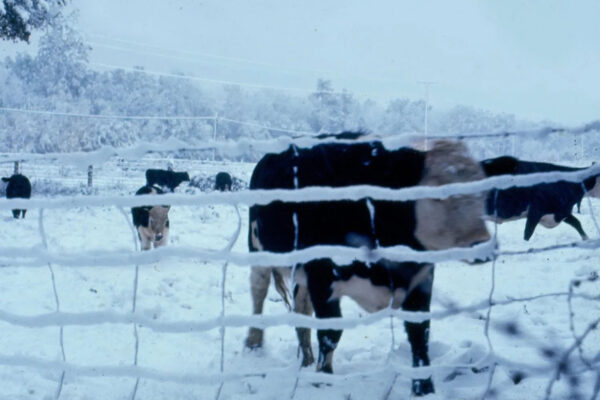 Emmaus Farm in winter, date uncertain